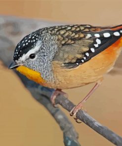 Pardalote Bird paint by number