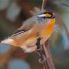 Pardalote On A Branch paint by number