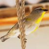Pardalote On A Rope paint by number