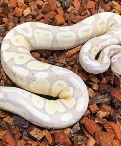 The Ball Python paint by number