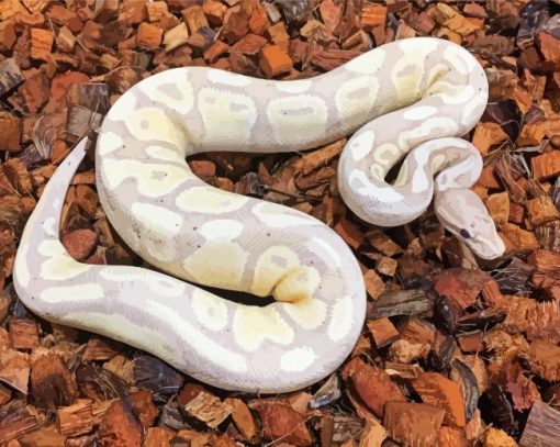 The Ball Python paint by number