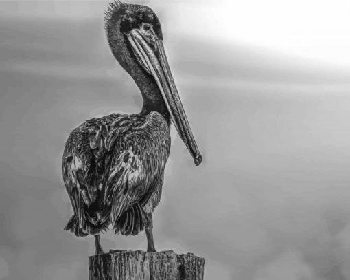 The Black And White Pelican paint by number