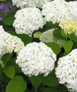 White Hydrangeas paint by number
