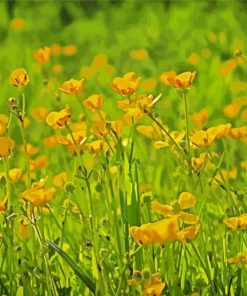 Yellow Buttercup Fields paint by number