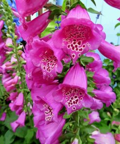 Aesthetic Foxglove paint by number