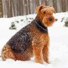 Airedale Sitting In Snow paint by number