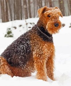 Airedale Sitting In Snow paint by number