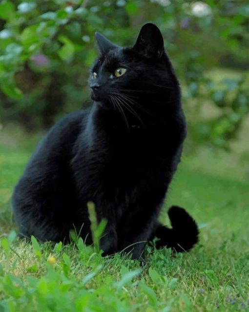 Black Cat In The Grass paint by number