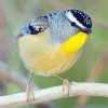 Cool Pardalote paint by number