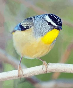 Cool Pardalote paint by number