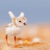Cute Little Piping Plover Bird paint by number