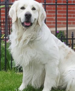English Cream Golden Retriever paint by number