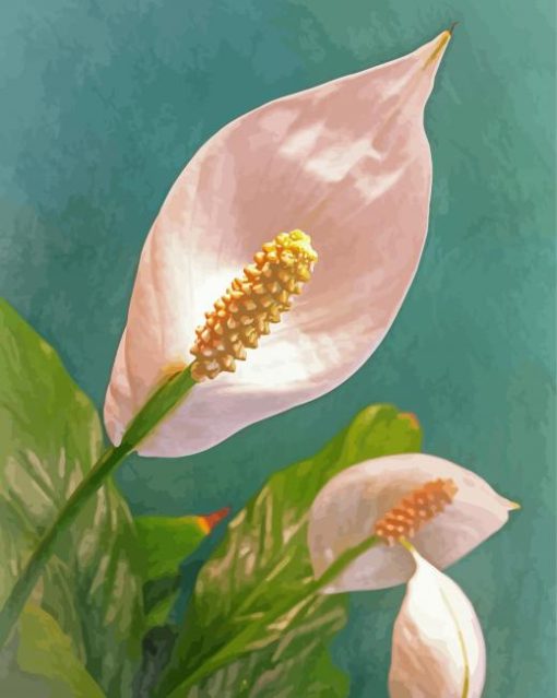 Peace Lily Flowers Paint by number
