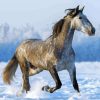 Snow Dapple Horse paint by number