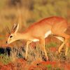 Wild Steenbok Animal paint by number