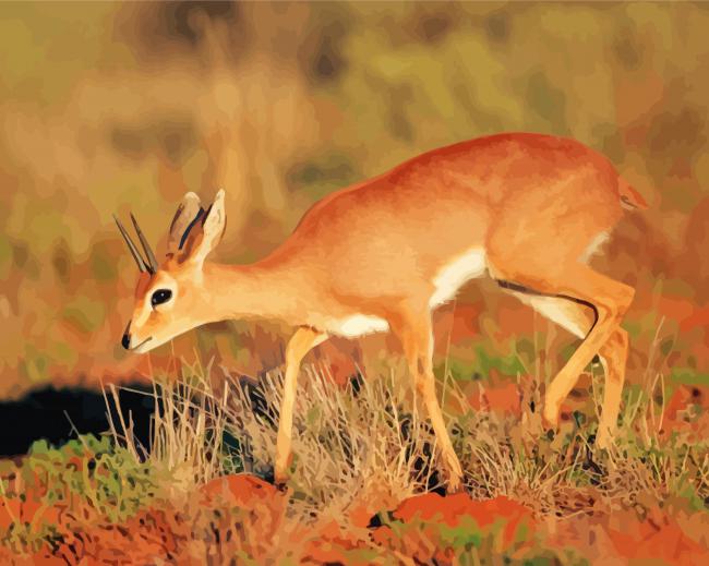 Wild Steenbok Animal paint by number