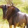 Wildebeest paint by number