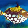 Yellow Clown Triggerfish paint by number