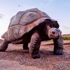 Aldabra Giant Tortoise paint by number