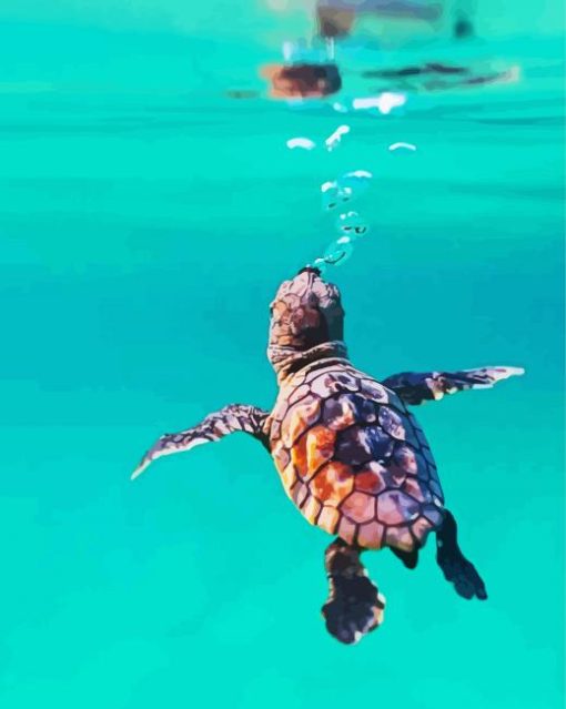 Baby Turtles Underwater paint by number