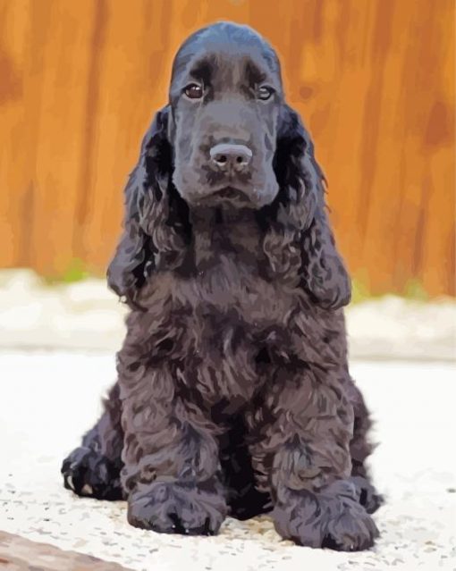 Black Cocker Spaniel Dog Paint by number