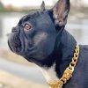 Black French Bulldog With Collar Paint by number