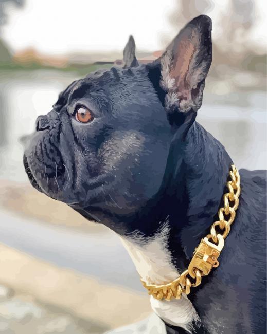 Black French Bulldog With Collar Paint by number