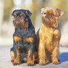 Black And Beige Brussels Griffon paint by number