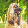 Blonde Afghan Hound paint by number