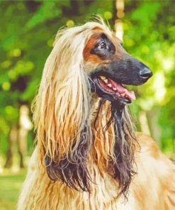 Blonde Afghan Hound paint by number