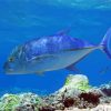 Blue Jack Trevally paint by number
