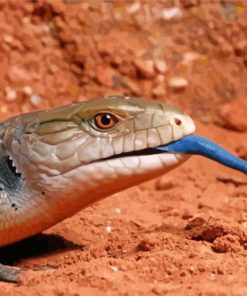 Blue Tongued lizard paint by number