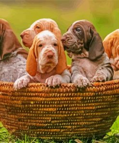 Bracco Italiano Puppies In Basket paint by number