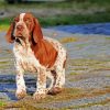 Bracco Italiano Puppy paint by number