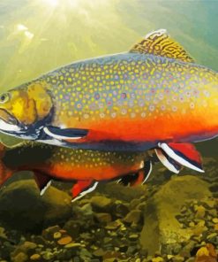 Brook Trout Fish paint by number