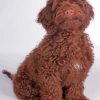 Chocolate Cockapoo Dog paint by number