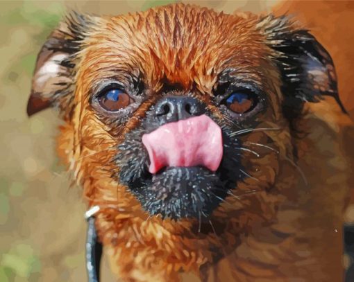 Close Up Brussels Griffon paint by number