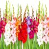 Colorful Gladioli Plants paint by number