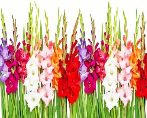 Colorful Gladioli Plants paint by number