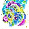 Colorful Shih Tzu paint by number