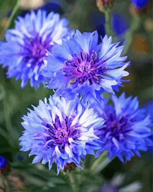 Corn Flowers paint by number