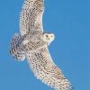 Flying Snowy White Owl paint by number