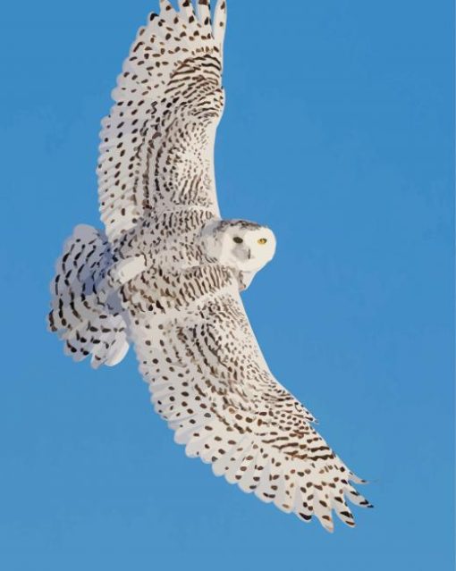 Flying Snowy White Owl paint by number