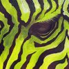 Green Zebra Close Up paint by number