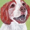 Irish Red White Setter Puppy paint by number