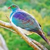 Kereru On Stick Paint by number