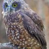 Morepork Bird paint by number