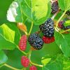 Mulberry Tree Fruit paint by number