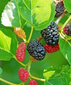 Mulberry Tree Fruit paint by number