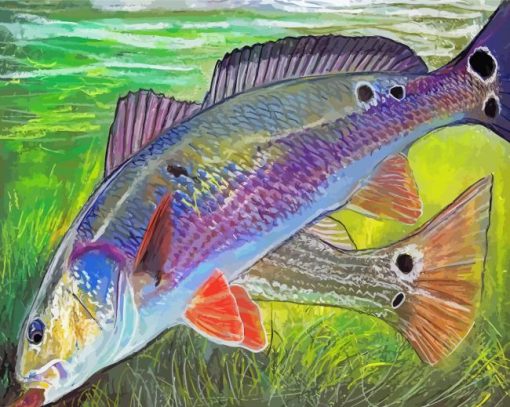 Redfish Drum Illustration paint by number